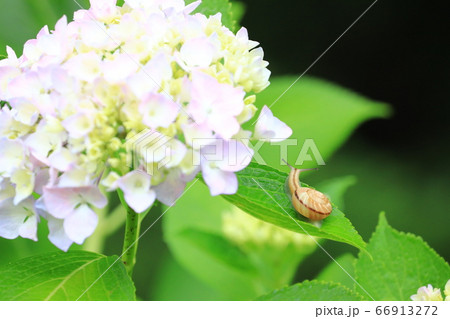 カタツムリ9227 66913272