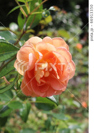 ローズガーデンのオレンジ色のバラ ローズガーデンのオレンジ色のバラ 66913350