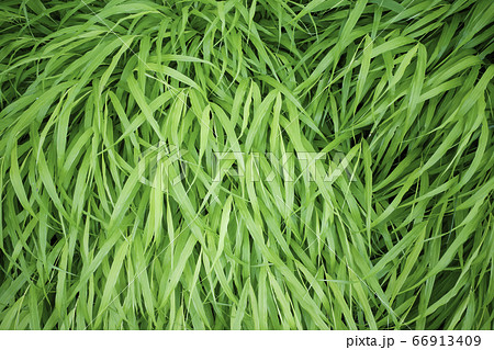 フウチソウ（風知草）・ウラハグサ  66913409