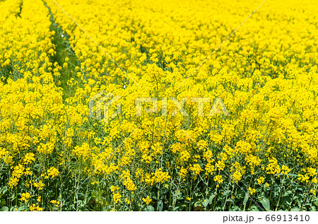 菜の花畑一面に咲く綺麗な菜の花 黄色の花の写真素材