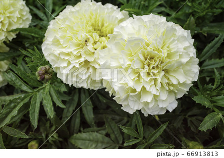 マリーゴールド（6月） 66913813