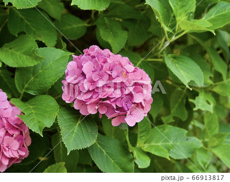 紫陽花 66913817