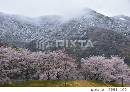 栃木市大平町かかしの里の桜並木と雪景色の晃石山 栃木市大平町かかしの里の桜並木と雪景色の晃石山 66914106