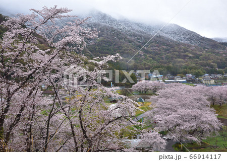 栃木市大平町かかしの里の桜並木と雪景色の晃石山 栃木市大平町かかしの里の桜並木と雪景色の晃石山 66914117