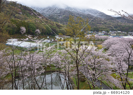 栃木市大平町かかしの里の桜並木と雪景色の晃石山 66914120