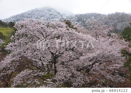 栃木市大平町清水寺のソメイヨシノと雪景色の晃石山 栃木市大平町清水寺のソメイヨシノと雪景色の晃石山 66914122