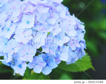 紫陽花 66914386