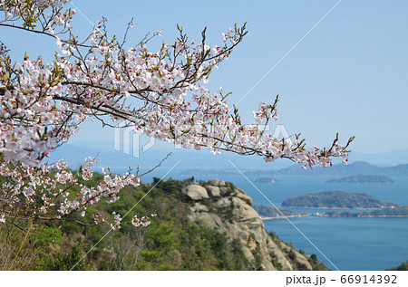 倉橋島火山に咲く桜 66914392