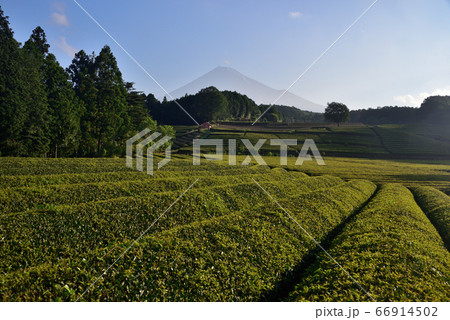 茶畑と富士山 66914502