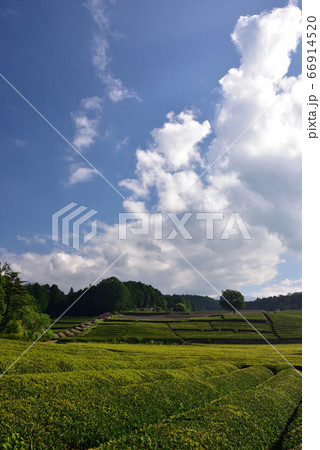初夏の茶畑 初夏の茶畑 66914520