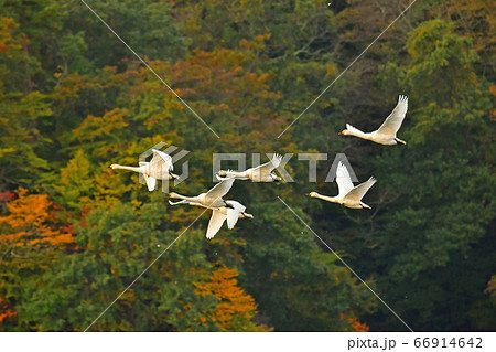 鶴岡白鳥 鶴岡白鳥 66914642