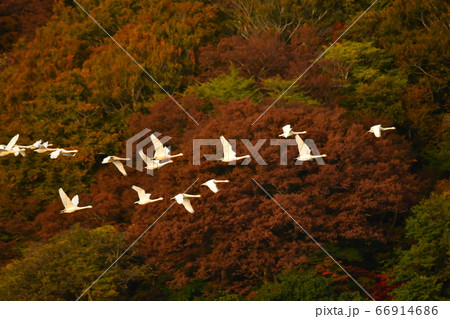 鶴岡白鳥 鶴岡白鳥 66914686