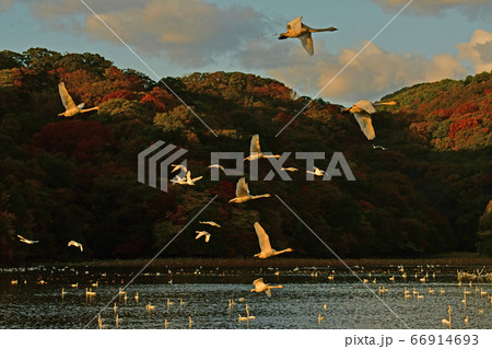 鶴岡白鳥 66914693