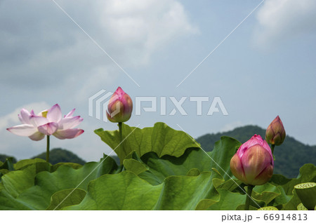 幻想的で美しい蓮の花畑 幻想的で美しい蓮の花畑 66914813