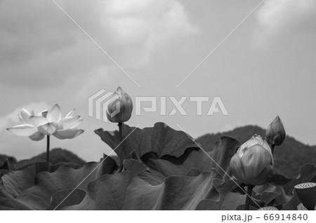 幻想的で美しい蓮の花畑 66914840