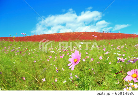 見晴らしの丘コスモス 66914936