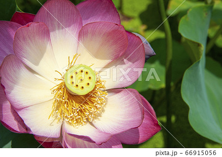 幻想的で美しい蓮の花のクローズアップ 幻想的で美しい蓮の花のクローズアップ 66915056