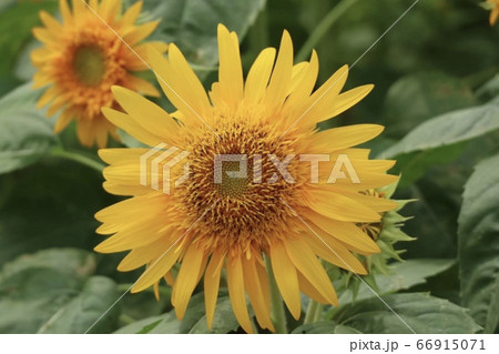 ひまわり畑 ひまわり畑 66915071