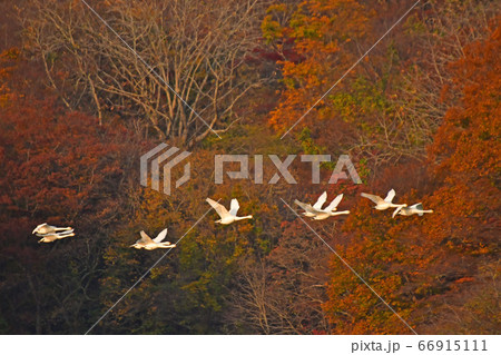 鶴岡白鳥 鶴岡白鳥 66915111
