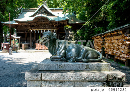 東京都・国立市　東日本最古　谷保天満宮（やぼてんまんぐう）菅原道真を祭る牛の石造 66915282