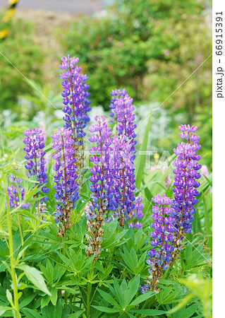 満開のルピナス 66915391