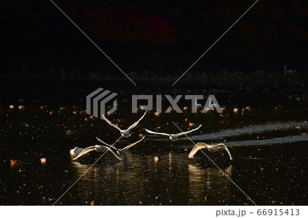 鶴岡白鳥 66915413