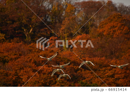 鶴岡白鳥 66915414