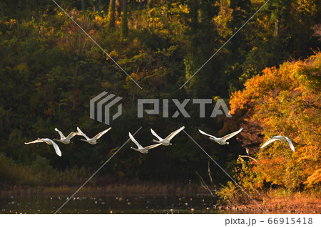 鶴岡白鳥 66915418