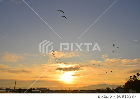 鶴岡白鳥 66915537