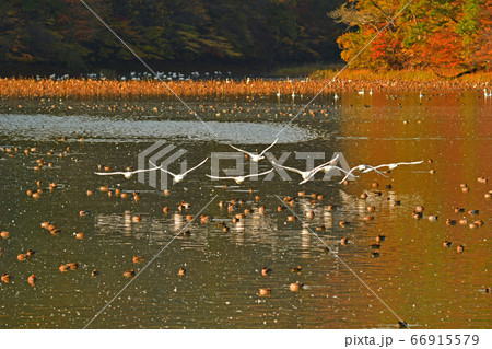 鶴岡白鳥 66915579