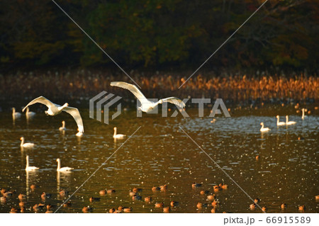 鶴岡白鳥 66915589