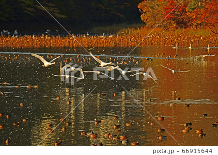 鶴岡白鳥 66915644