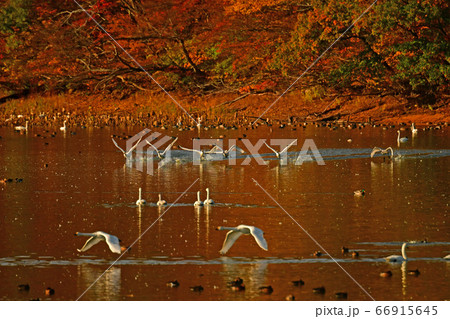 鶴岡白鳥 66915645