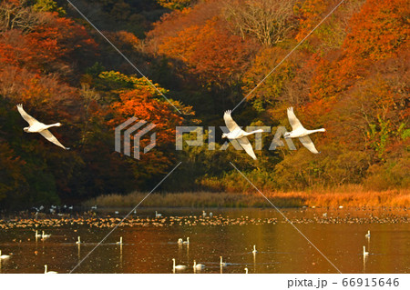 鶴岡白鳥 66915646