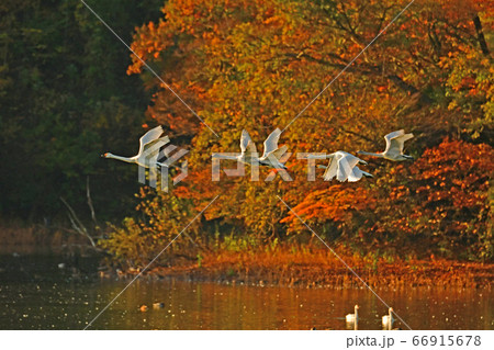 鶴岡白鳥 66915678