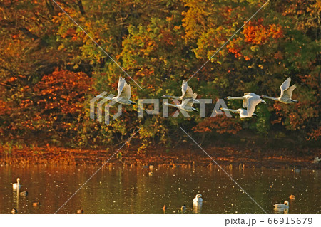 鶴岡白鳥 66915679