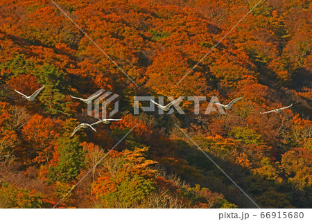 鶴岡白鳥 66915680