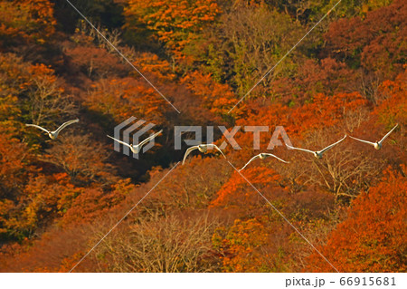 鶴岡白鳥 66915681