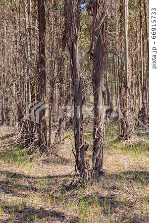 ユーカリ農園 66915733