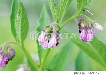 淡紅色の花”コンフリー” 66915736
