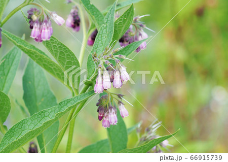 淡紅色の花”コンフリー” 淡紅色の花”コンフリー” 66915739
