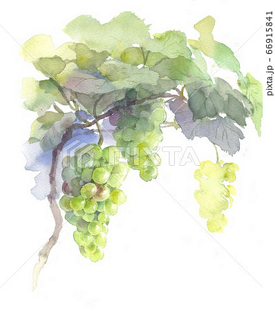 水彩画 葡萄のイラスト素材 [66915841] - PIXTA