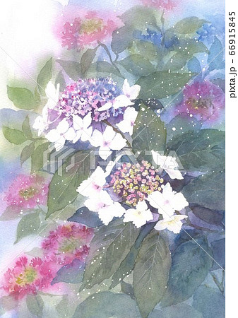 水彩画 紫陽花のイラスト素材