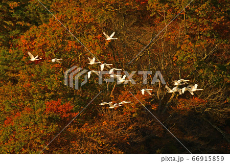 鶴岡白鳥 66915859