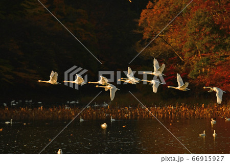 鶴岡白鳥 66915927