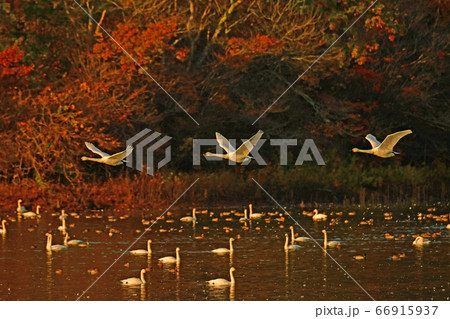 鶴岡白鳥 66915937