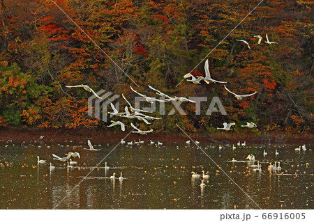 鶴岡白鳥 66916005