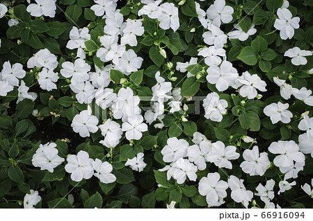 白色のインパチェンス(6月) 白色のインパチェンス(6月) 66916094