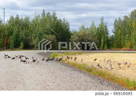フェアバンクス、カナダガンの大群 フェアバンクス、カナダガンの大群 66916095