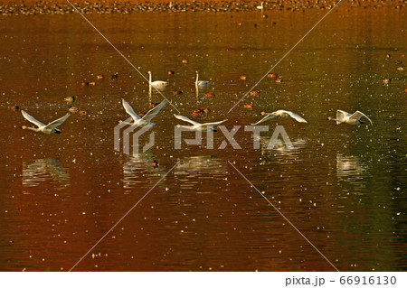 鶴岡白鳥 66916130